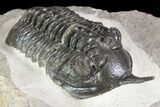 Morocconites Trilobite Fossil - Morocco #85550-3